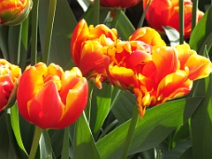 tulipsNL (108)